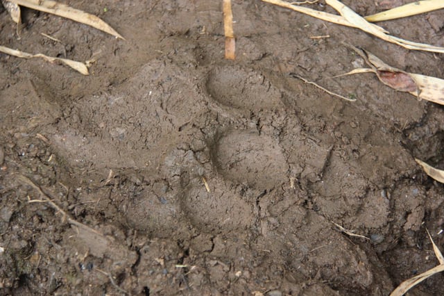 Footprint of a lion in Bale Mountains National Park