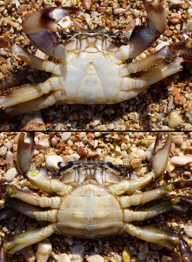 The underside of a male (top) and a female (bottom) individual of Pachygrapsus marmoratus