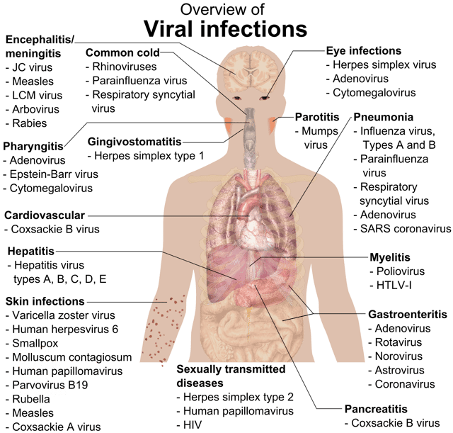 Overview of the main types of viral infection and the most notable species involved