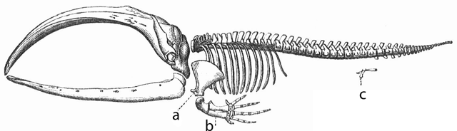 Bowhead whale skeleton