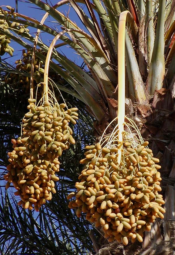 Fruit of the date palm Phoenix dactylifera
