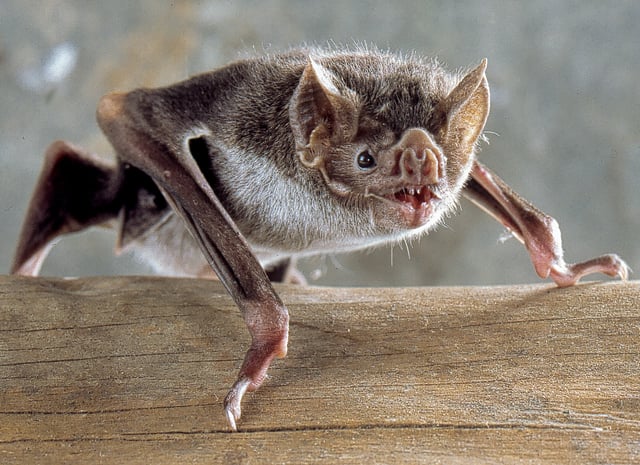 The common vampire bat (Desmodus rotundus) feeds on blood (hematophagy).