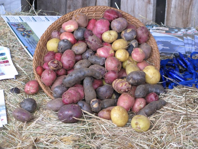 Potatoes with different pigmentation