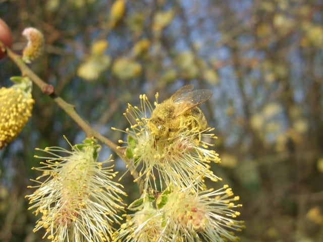 Male catkin of Salix cinerea with bee