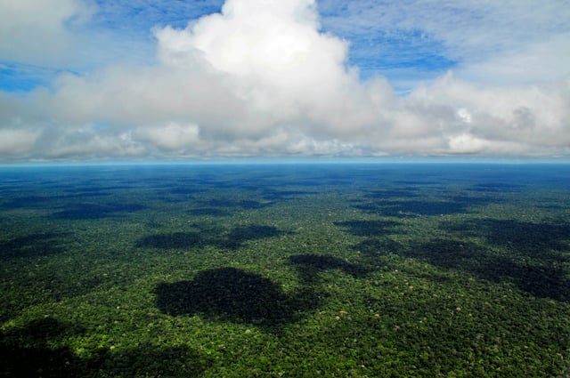 Amazon rainforest