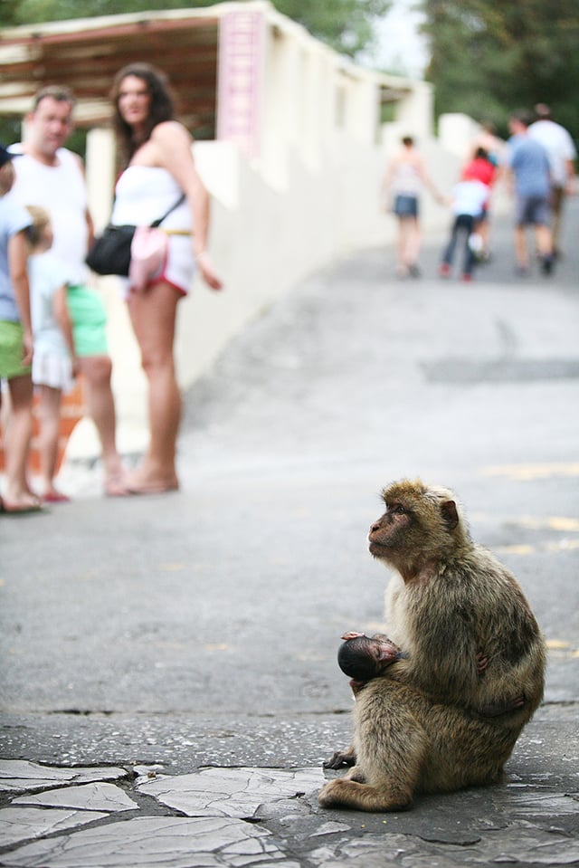 The semi-wild Barbary macaques are an integral feature in Gibraltar's tourism.