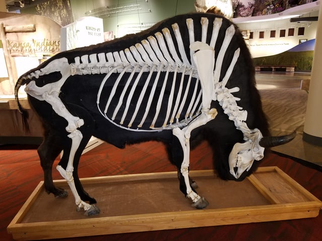 A museum display shows the full skeleton of an adult male bison