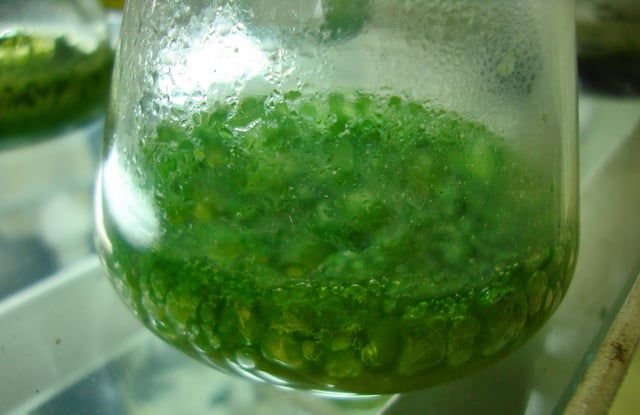 Cyanobacteria cultured in specific media: Cyanobacteria can be helpful in agriculture as they have the ability to fix atmospheric nitrogen in soil.