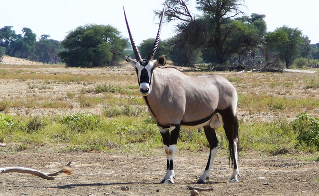 Outgrowths of the frontal bone characterize most forehead weapons carriers, such as the gemsbok and its horns.