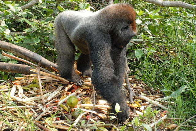 Gorilla foraging