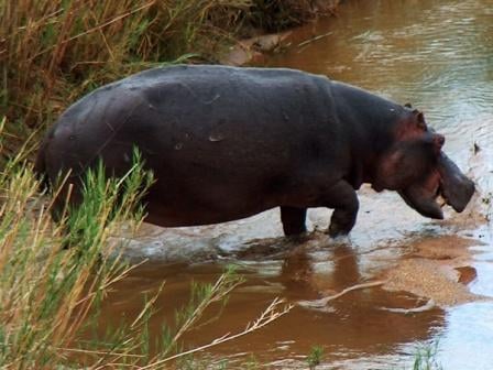 Hippos are a geologically young group, which raises questions about their origin.