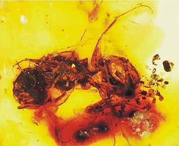 Melittosphex burmensis, a fossil bee preserved in amber from the Early Cretaceous of Myanmar