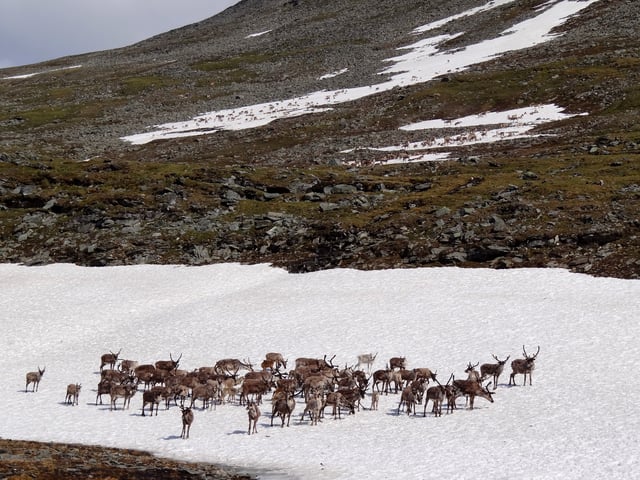 Reindeer herds, standing on snow to avoid flies