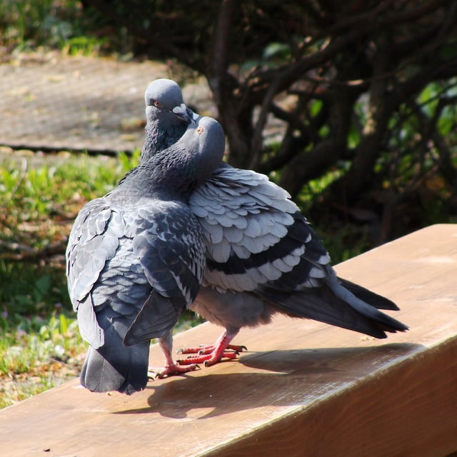 Rock dove courtship