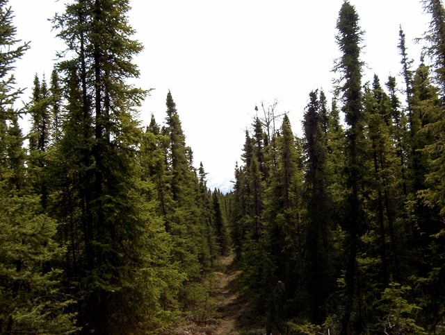 Taiga spruce forest in the Kenai National Wildlife Refuge, Alaska. Trees in this environment tend to grow closer to the trunk and not "bush out" in the normal manner of spruce trees.