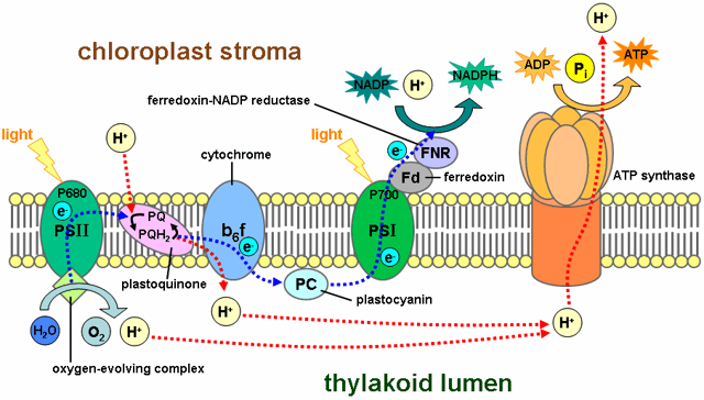 Photosynthesis functions by an elaborate electron transport chain within the thylakoid membrane. A central link in this chain is plastocyanin, a blue copper protein.