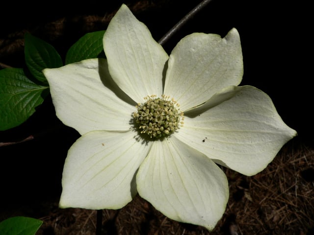 The flower of the Pacific dogwood is often associated with British Columbia.