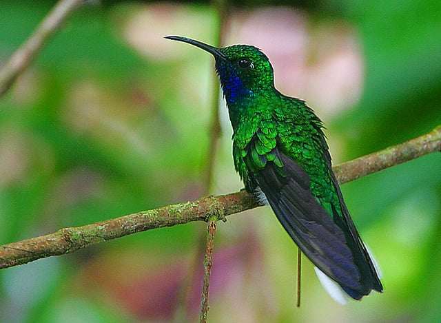 Campylopterus ensipennis, endemic bird of Venezuela.