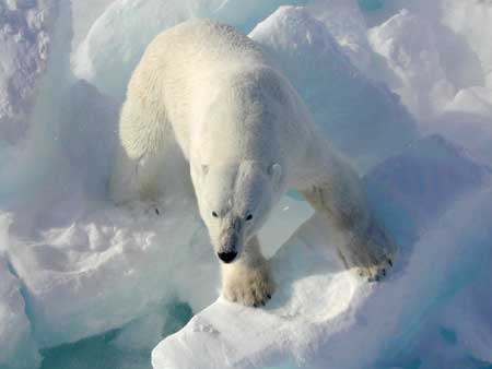 Polar bears have evolved adaptations for Arctic life. For example, large furry feet and short, sharp, stocky claws give them good traction on ice.