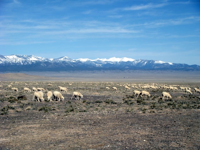 Sheep grazing on public land (Utah, 2009)