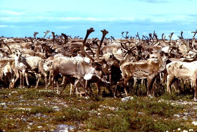 The Beverly herd of barren-ground caribou, Thelon River, Nunavut.