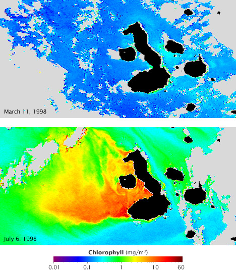 These satellite maps show chlorophyll concentration (which corresponds with the abundance of phytoplankton) during El Niño (top) and La Niña (lower). Blue represents low concentrations, yellow, orange and red indicate high concentrations. Currents that normally fertilize the phytoplankton reverse during El Niño, resulting in barren oceans. These same currents are strengthened by La Niña, resulting in an explosion of ocean life.