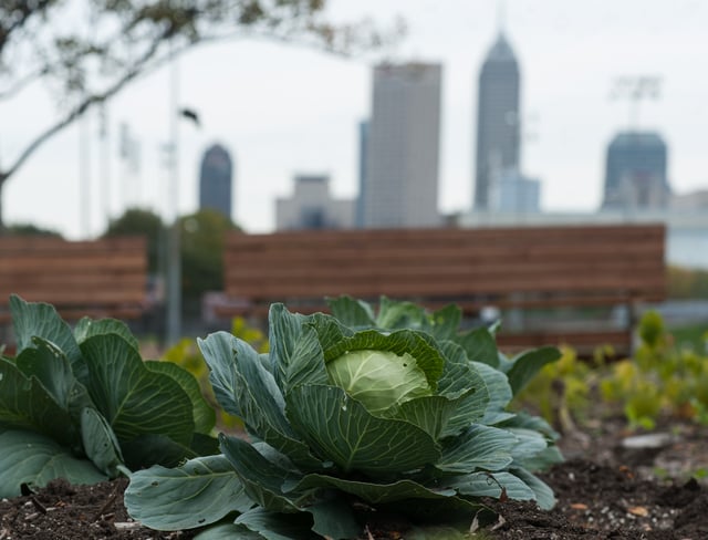 Urban agriculture on the campus of IUPUI.