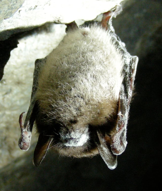 A little brown bat with white nose syndrome