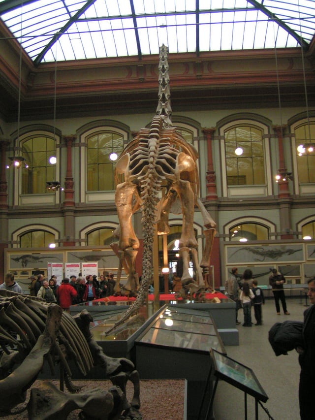 The Berlin's Natural History Museum (shown here photographed in 2005) is one of the largest natural history museums in the world. Founded alongside the University of Berlin in 1810 it left the Humboldt University in 2009.