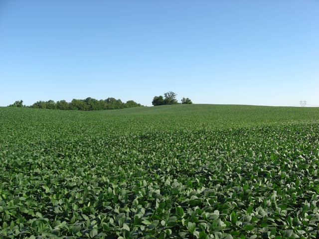 Soybean fields at Applethorpe Farm, north of Hallsville in Ross County, Ohio