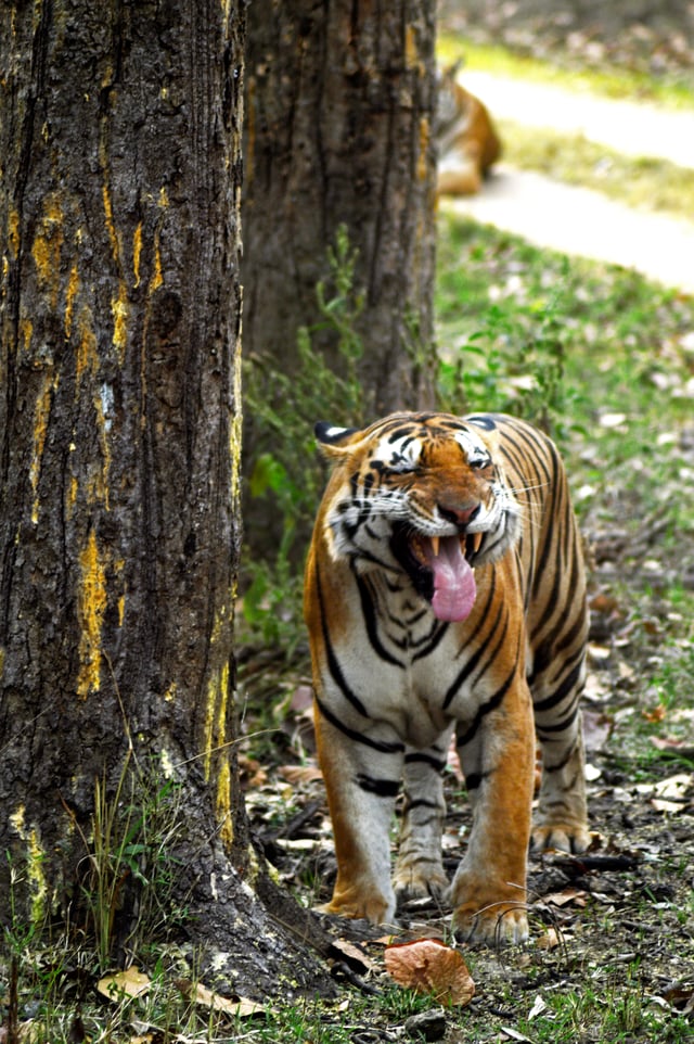 Tigress in Kanha National Park showing flehmen