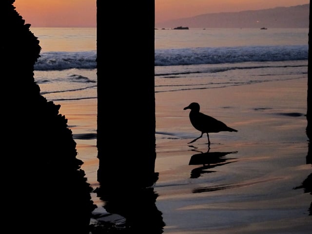 A common bird called the California gull found on the beach