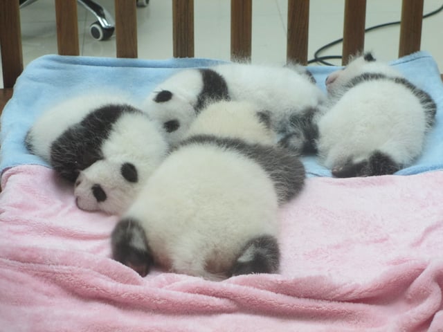 Juvenile pandas at the Chengdu Research Base of Giant Panda Breeding