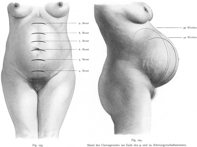 The uterus expands making up a larger and larger portion of the woman's abdomen. At left anterior view with months labeled, at right lateral view labeling the last 4 weeks. During the final stages of gestation before childbirth the fetus and uterus will drop to a lower position.