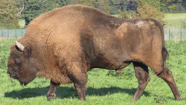An adult European bison