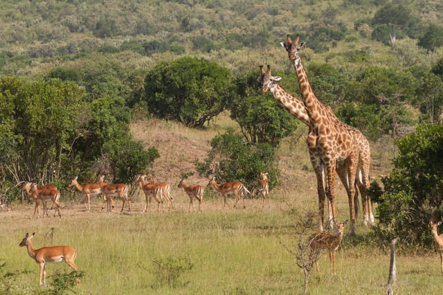 Artiodactyls, like impalas and giraffes, live in groups.