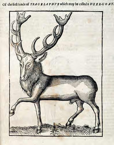The tragelaphus or deer-goat