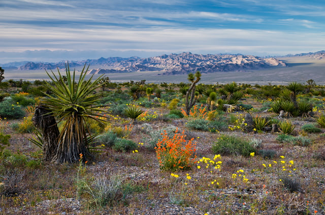 Spring flowers at the Red Rock Canyon National Conservation Area in the Las Vegas area