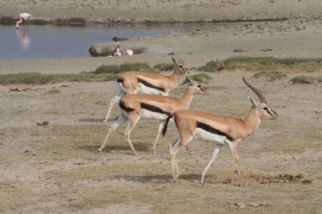 Male gazelle with females