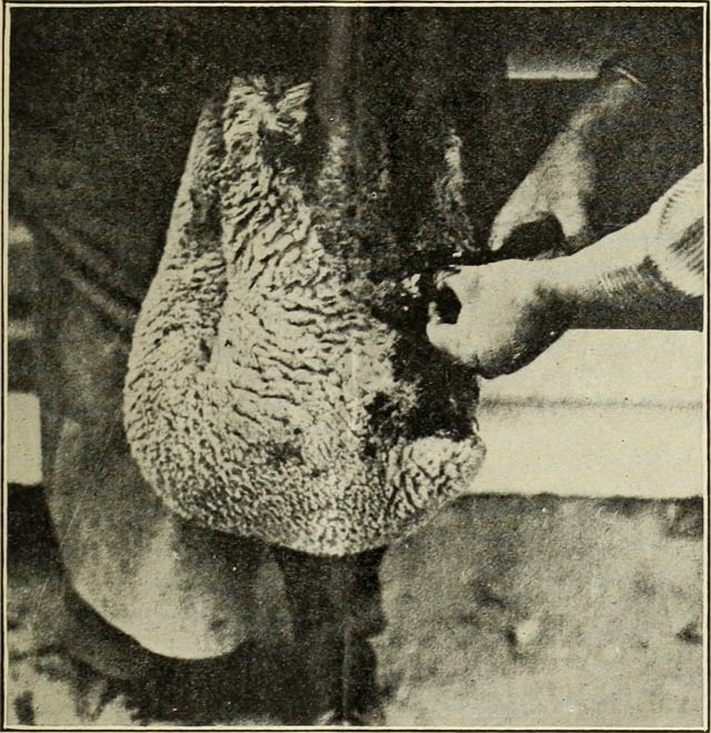 Castrating a docked lamb, 1920