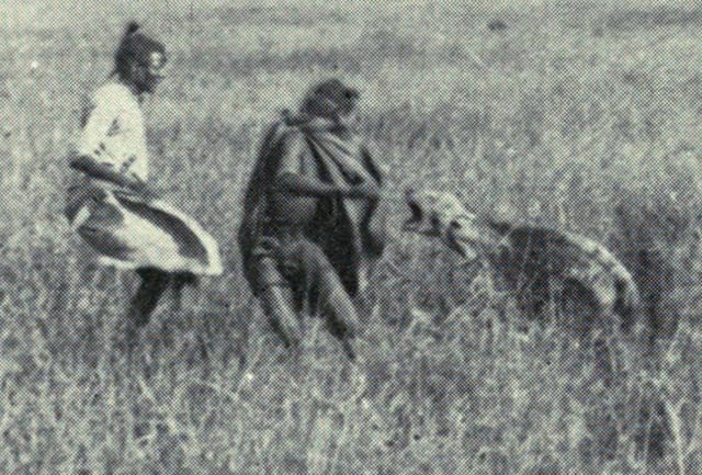 Spotted hyena attacked by Maasai warriors