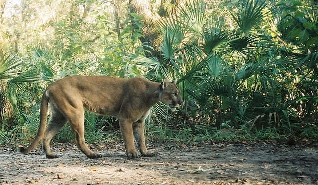 The Florida Panther is the state animal.