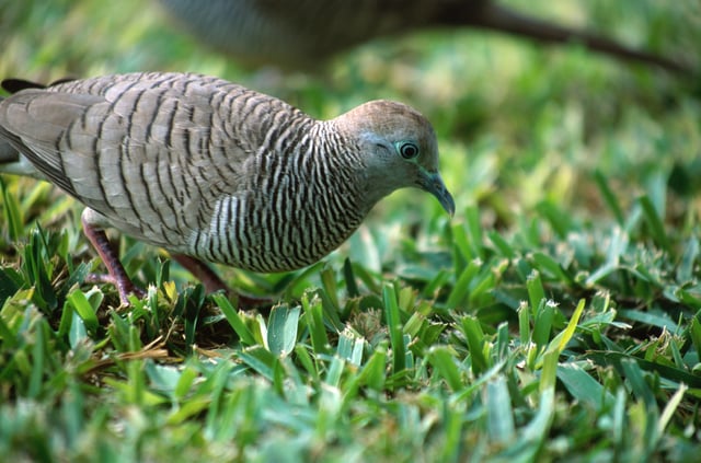The zebra dove has been widely introduced around the world.