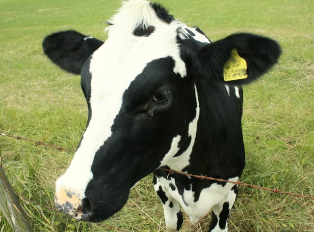 The Holstein Friesian cattle is the dominant breed in industrialized dairy farms today