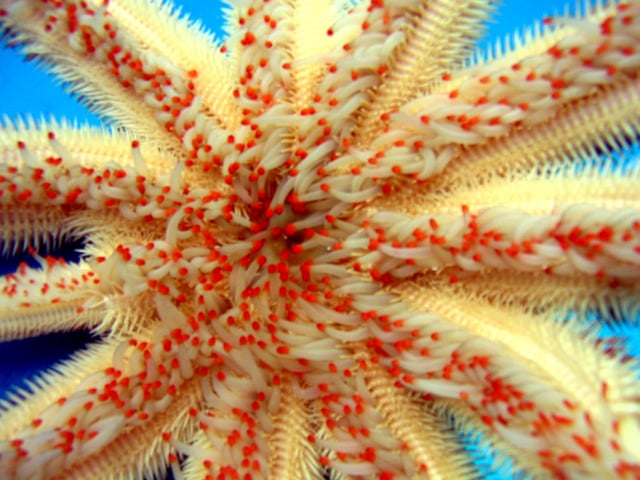 Magnificent star, a member of Paxillosida
