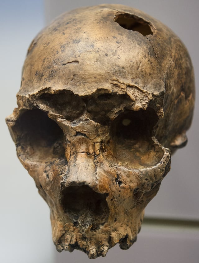 Stage 3: Intermediate Neanderthal (Saccopastore I, 130 ka)