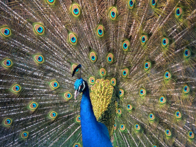 An Indian peacock's trainin full display