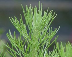 Artemisia californica (California sagebrush) leaves