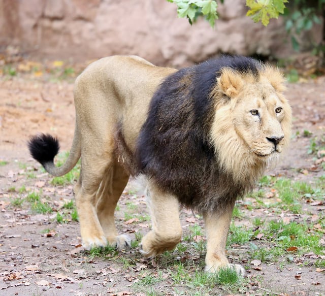 A captive male Asiatic lion in Tiergarten Nurnberg