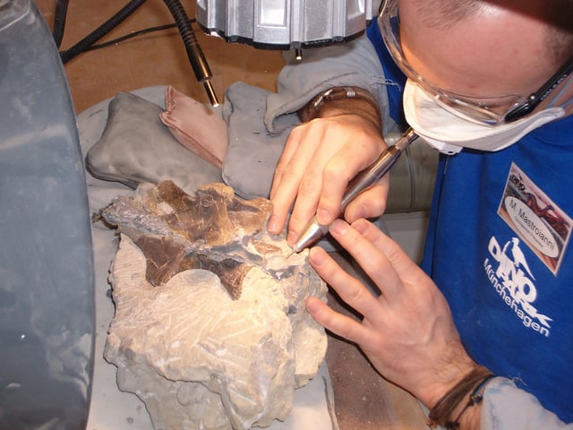 The preparation of the fossilised bones of Europasaurus holgeri